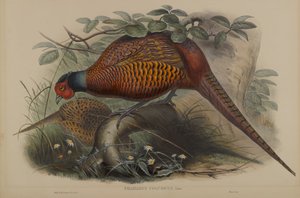 Phasianus Colchicus: Gewone Fazant door John Gould